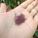 25g Real Miyuki Rocaille 15/0 Round Seed Beads Gold Luster Claret RR-302