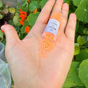 30g Miyuki Delica 11/0 Seed Beads, Translucent Luminous Creamsicle DB2033