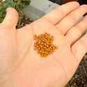 25g Miyuki Rocaille 8/0 Round Seed Beads Duracoat Opaque Toast RR-4460