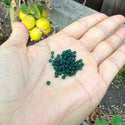 25g Miyuki Rocaille 8/0 Seed Beads Translucent Matte Emerald Green RR-156F
