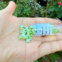10g Miyuki Full Tila Square Seed Beads 5x5mm, Opaque Luster Apple Green TL-439