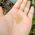 50g Miyuki Rocaille 11/0 Seed Beads 24Kt Gold-lined Crystal Gold RR-195
