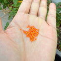 25g Miyuki Rocaille 11/0 Seed Beads Transparent Silver-lined Orange RR-8