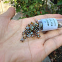 10g Miyuki Full Tila Square Seed Beads 5x5mm, Picasso Light Amber (TL-4501)