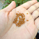 25g Miyuki Rocaille 11/0 Round Seed Beads Duracoat Opaque Toast RR-4460
