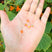 Sun/Orange AB