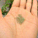 50g Miyuki Rocaille 11/0 Round Seed Beads Duracoat Opaque Cactus RR-4474