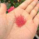 25g Miyuki Rocaille 15/0 Seed Bead Light Cranberry-lined Luster Topaz RR363