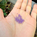 25g Miyuki Rocaille 11/0 Seed Beads Duracoat Opaque Dark Orchid RR-4489