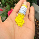 10g Miyuki Quarter Tila Seed Beads 5x1.2mm, Opaque Yellow (QTL-404)