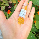 30g Miyuki Delica 11/0 Seed Beads, Opaque Matte Glazed Banana DB2285