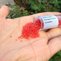 7.5g Miyuki Delica 11/0 Seed Beads, Matte Watermelon Light Topaz DB779