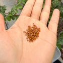 25g Miyuki Rocaille 11/0 Round Seed Beads Duracoat Opaque Sienna RR-4459