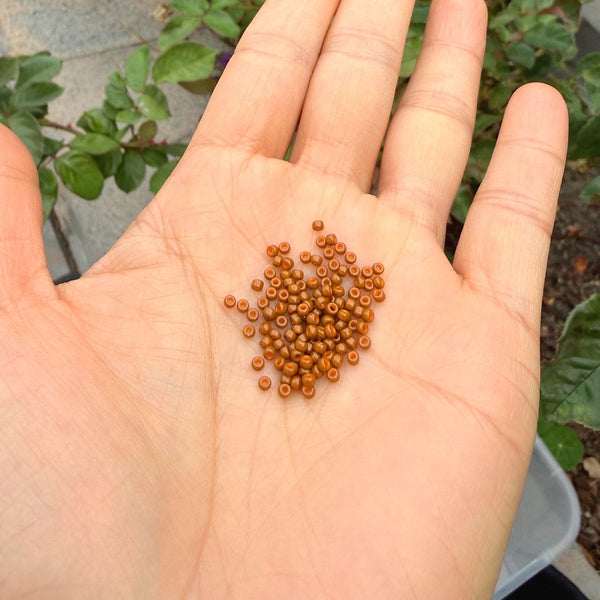 25g Miyuki Rocaille 11/0 Round Seed Beads Duracoat Opaque Sienna RR-4459