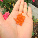 25g Miyuki Rocaille 8/0 Round Seed Beads Opaque Orange RR-406