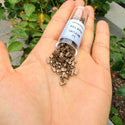 10g Miyuki Half Tila Seed Beads 5x2.3mm, Matte Metallic Dark Bronze (HTL-2006)