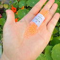 30g Miyuki Delica 11/0 Seed Beads, Translucent Luminous Creamsicle DB2033