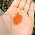 25g Miyuki Rocaille 11/0 Round Seed Beads Opaque Orange RR-406