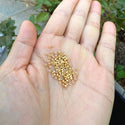 25g Miyuki Rocaille 11/0 Round Seed Beads Opaque 24Kt Gold-plated RR-191